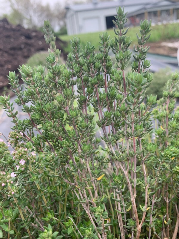 Herb - Thyme